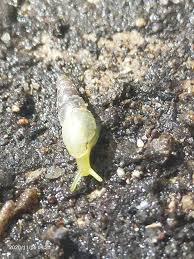 Image result for Alinula sp.