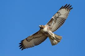 Hawk Facts, Types, Reproduction, Diet, Classification, Pictures