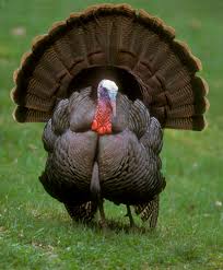 The average weight of a turkey has gone from 15.1 pounds in 1960 to 31.1 pounds in 2017. Wild Turkey Wikipedia