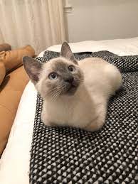 I Think This Is The Definition Of A Loaf Cats Kittens Cutest Pretty Cats