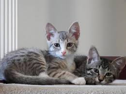 When Is A Cat And Adult And When Do They Stop Growing