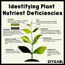 Diy Gardening Better Living Identifying Plant Nutrient