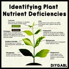 diy gardening better living identifying plant nutrient