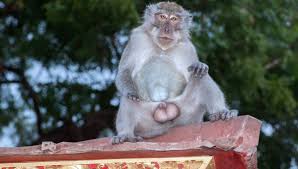 Macaques Are Pleasuring Themselves With Stone Sex Toys In Bali  |  IFLScience