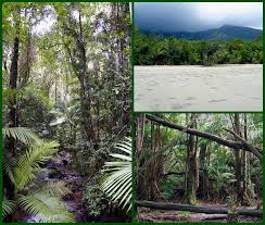 Many of the trees have straight trunks that don't branch out for 100 feet or more; Rainforest Mission Biomes