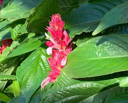 Image result for Erythrococca zambesiaca