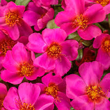 Image result for Portulaca