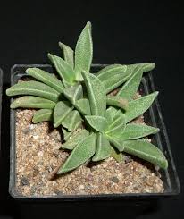 Image result for Nananthus aloides