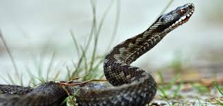 Jika di dalam mimpi ada ular kobra besar masuk rumah, maka artinya anda. Arti Sebenarnya Mimpi Dikejar Ular Menurut Islam Yang Perlu Anda Tahu