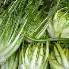 Maybe you would like to learn more about one of these? Schnitt Chichoree Catalogna Puntarelle Di Galatina Grunertiger