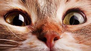 Gatos Cats Salvapantallas Wallpaper Hd 4k 074 Pet Birds Cat Wallpaper Shocked Cat
