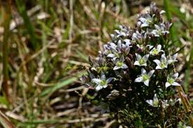 Image result for Swertia tetrandra