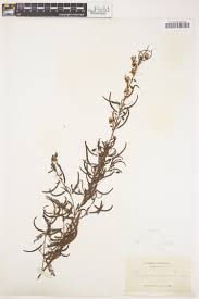 Image result for Kotschya africana