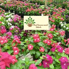 Bunga vinca major tergolong hermafrodit, solter dan aksila dengan diameter sampai 5cm. Jual Tanaman Hias Vinca Bunga Vinca Bunga Tapak Darah Murah Pot Hitam Jakarta Utara Pusat Tanaman Murah Jakarta Tokopedia