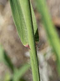 Image result for Leptochloa panicea