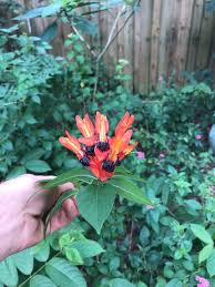 Image result for Ruttya fruticosa