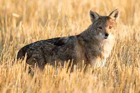 Rediscovering The African Wolf Bmc Series Blog Ethiopian Wolf African Wolf