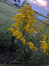 Image result for Solidago juncea