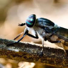 We did not find results for: Warning Disease Ridden Horse Flies Are Invading Our Gardens Coventrylive