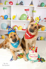 Happy Birthday Animal Birthday Happy Birthday Cat Happy Birthday Dog