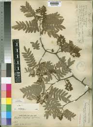 Image result for Brachystegia longifolia