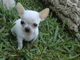 Una Noticia Que Contarles Tengo Algo Que Contarles Lo Que Tengo Que Contar Es Que Voy A Comprar Un Chihuah Chihuahua Funny Cute Chihuahua Baby Chihuahua