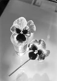 Pin By Danielle Lorenzatto On Weird Vintage Photos Flowers Photo