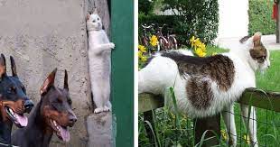 Weitere ideen zu lustige bilder, lustig, lustige sprüche. 31 Fotos Die Beweisen Dass Katzen Lustige Kreaturen Sind Small Joys
