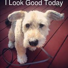 I Love Wheaten Terriers