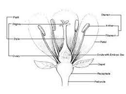 While exceptions exist, most will possess most or all of these morphological indicators. Topic 9 Reproduction In Angiospermophytes 9 3 Draw And Label A Diagram Showing The Structure Of A Dicotyledonous Animal Pollinated Flower Limit The Ppt Download