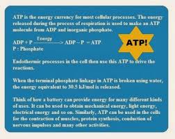 Atp Chapter 6 Life Processes Cbse Class 10 Scienc Science Questions Science Videos Osmotic Pressure