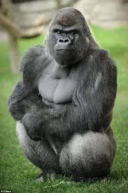 Who S First Ladies Meet Oumbie The 28st Gorilla Stud Who S A Big Hit With The Girls Silverback Gorilla Gorilla Zoo Animals