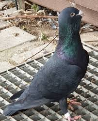 1 351 Moy Aresei 11 Sxolia Adanali Yildirim Yildiala19712018 Sto Instagram Babosum Arab Sevenlere Gelsin Adana Yerlisi Adana In 2020 Animals Pigeon Bird