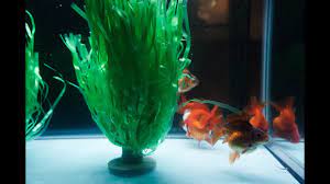 Method 2 (submitted by the red severum). Diy Goldfish Spawning Pom Poms Mop Youtube