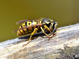 The great black wasp is also known as the cicada killer, for its habit of stinging and paralyzing orthopteran insects (grasshoppers, cicadas. Bee Mimics Insects That Look Like Bees But Are Not Friends Of The Earth