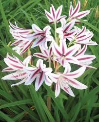 Image result for Crinum jasonii