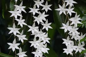Image result for Aerangis appendiculata