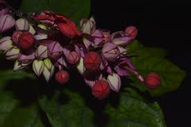 Image result for Clerodendrum poggei