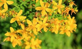 Distanza media di piantagione tra le piante: Cura Della Pianta Iperico Il Giardino Commestible