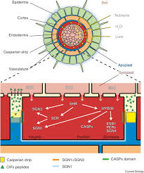 We did not find results for: Plant Biology The Making Of An Epithelium Sciencedirect