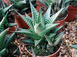 If you only overwatered it once, it's got a good chance of survival. Haworthia Zebra Cactus Pearl Plant Star Window Plant Guide Our House Plants