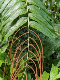 Image result for Drynaria