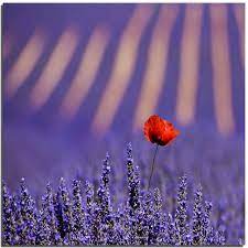 lovely intruder lavender flowers flowers lavender fields