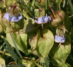 Image result for Trichodesma physaloides