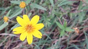 Image result for Euphorbia mossambicensis