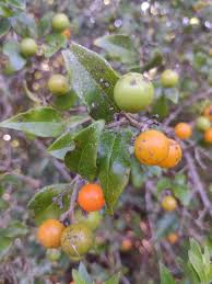 Image result for Strychnos kasengaensis