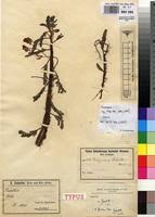 Image result for Aeschynomene fluitans