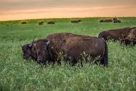 In addition to the more than 700 plant species on the preserve, more than 300 bird and 80 mammal species make the prairie their home. Tallgrass Prairie Preserve Greg Disch Photography