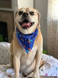 Bandannas with two designs in one, excellent quality