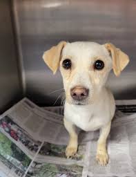 Rescue DOG & End of...